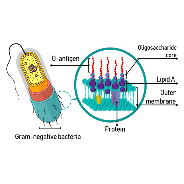 cau-tao-cua-endotoxin